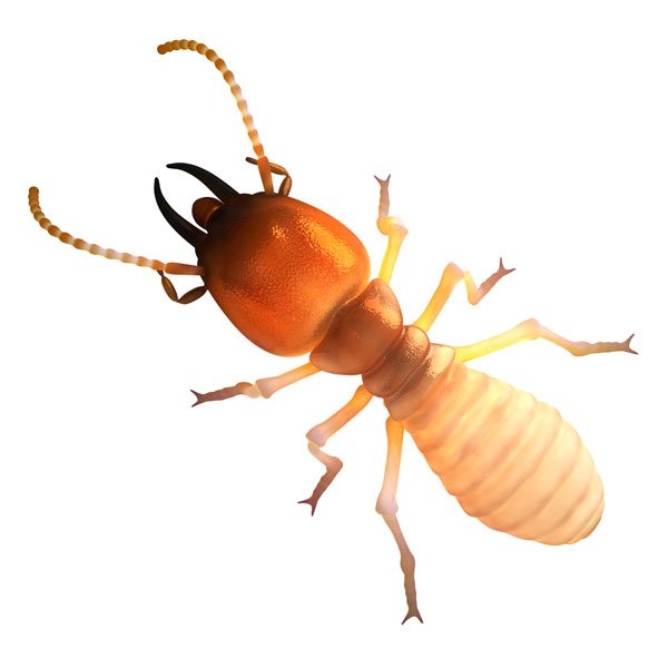 Termite Control Service